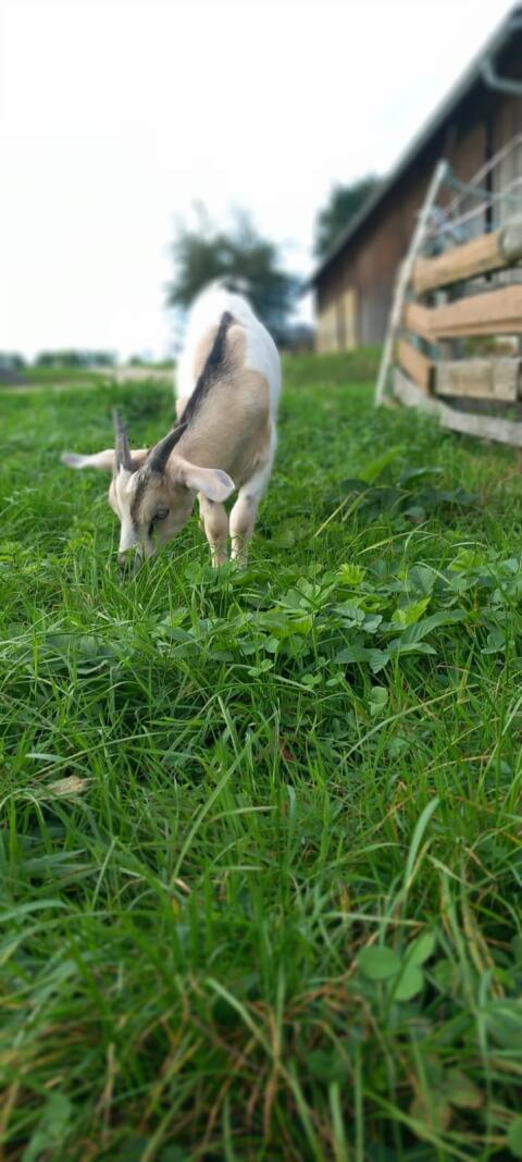 Ziegenbock, 4 Monate alt, Rasse Saanen