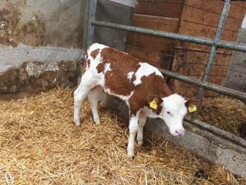 Stier-Kalb