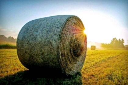 Streu Einstreu Streue Rundballen Stroh