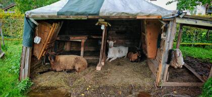 Wiederkäuer WG sucht Mitbewohnerin (Ziegen Kitz weibl.)