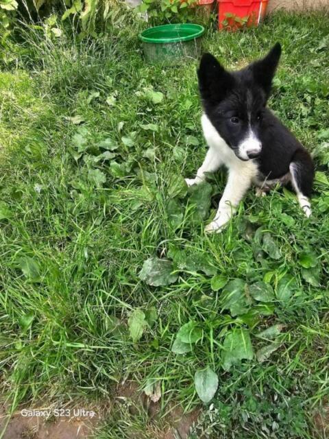 Reinrassige Border Collie Welpen abzugeben