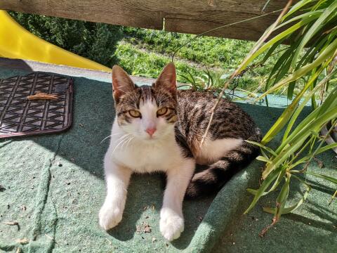 Katzenbabys