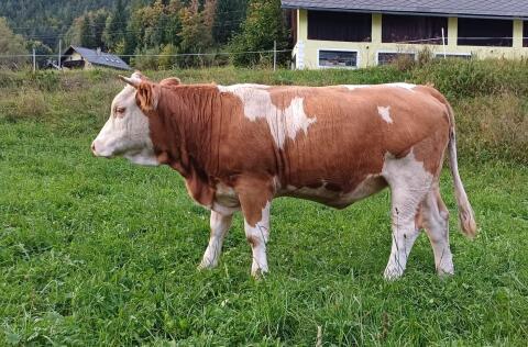 BIO-Kalbin belegfähig