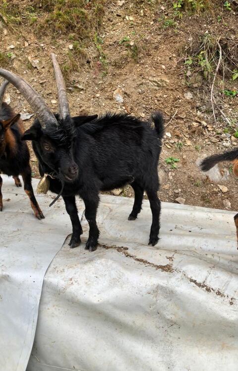 Aosta Bockkitze