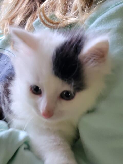 Babykatzen