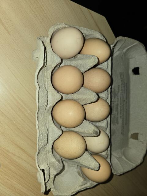Brahma-Eier