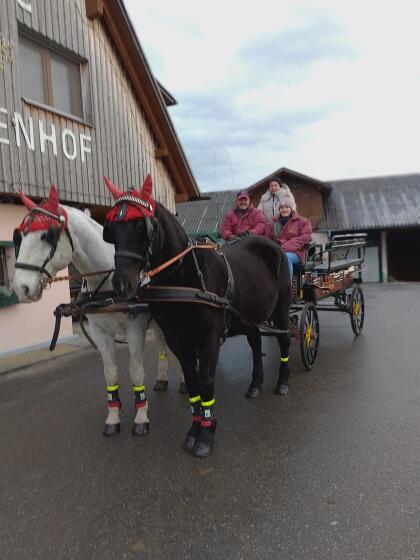 Brave Stute zum Ausreiten