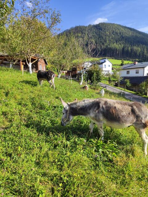 Hausesel
