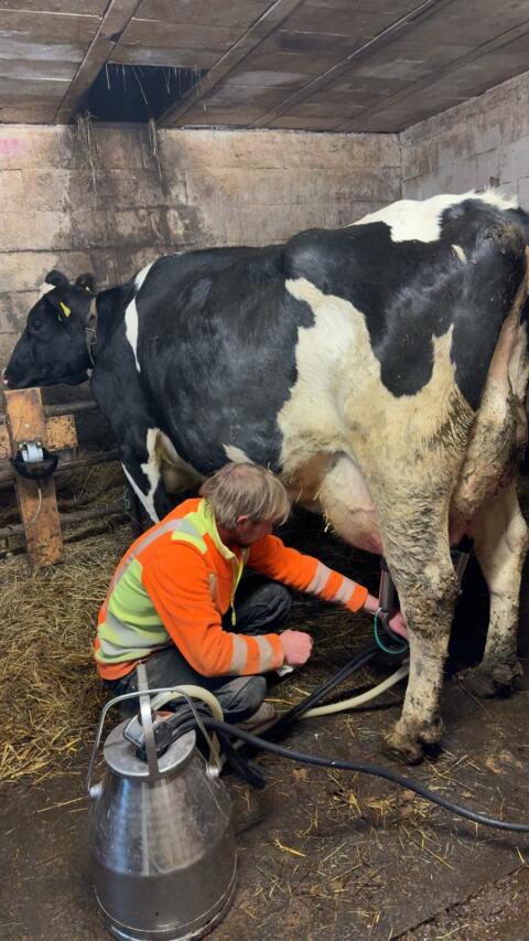 Verkaufe 3 Kühe plus Kälber