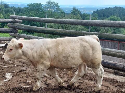 Charolais Bulle