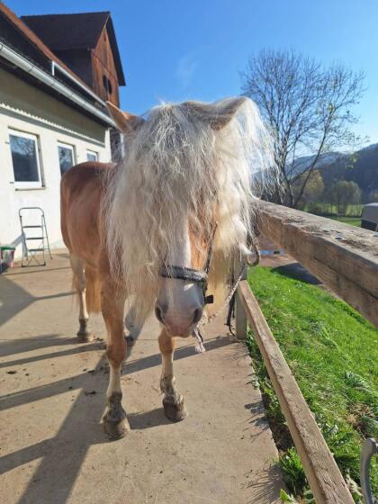 Haflinger