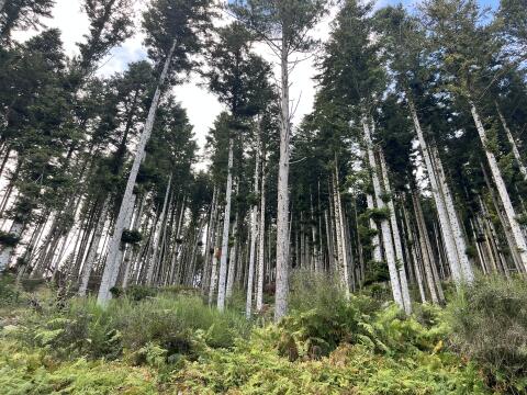Wald zur Pacht