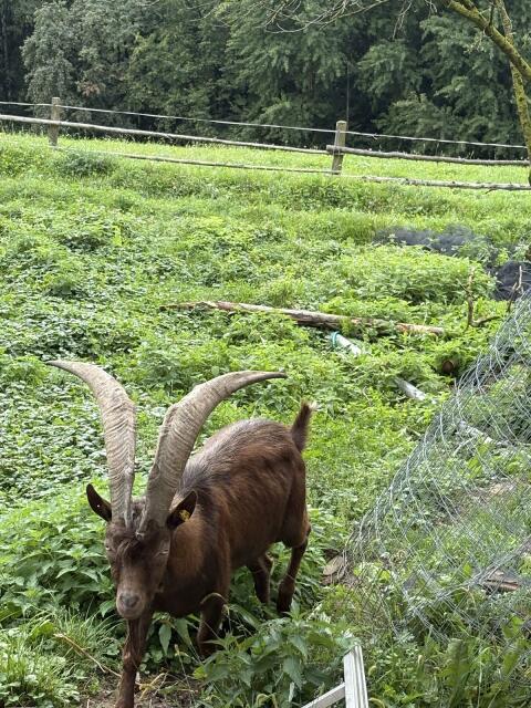 Aosta Ziegenbock