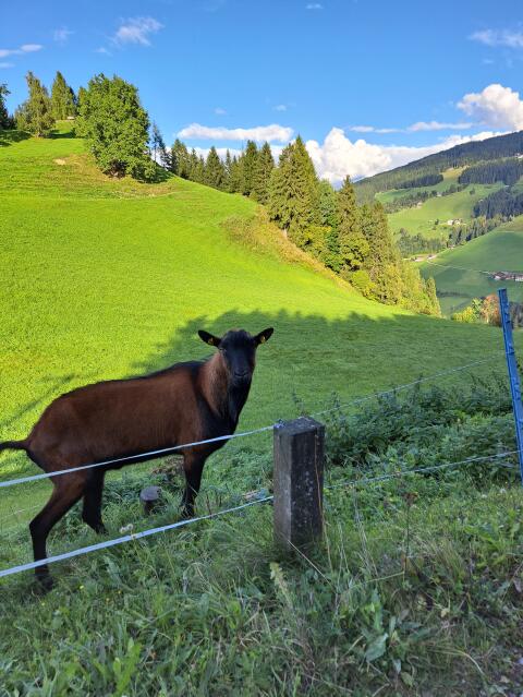 GGZ Bock