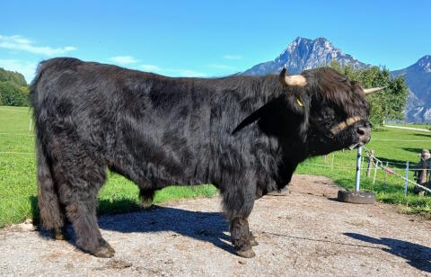 BIO-Hochlandrinder-Stier