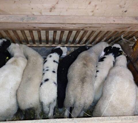 Kaufe Lämmer und Altschafe (ganzjährig)