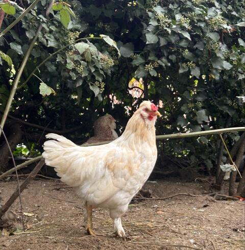 Seidenhuhn-Mix Hahn