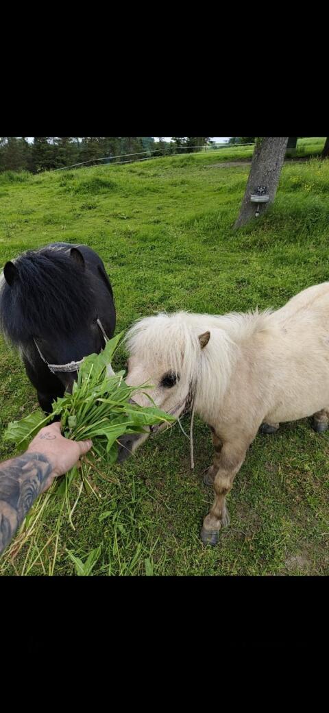 Ponys