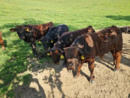 Tux Zillertaler Tuxer Bio Stier