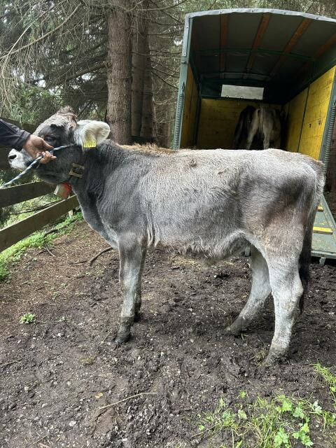 Grauviehkalb