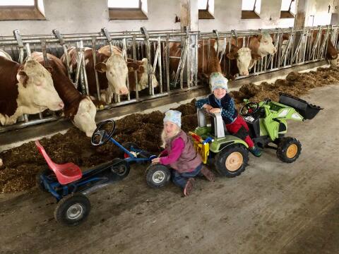 Zuchtbetrieb bietet ständig trächtige Fleckvieh-Rinder Färse