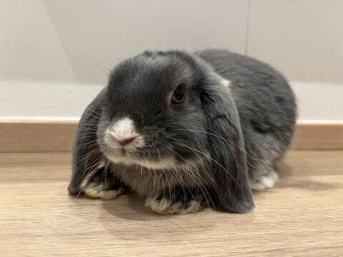 4 Zwergkaninchen abzugeben