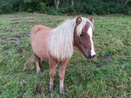 Minipony Stute