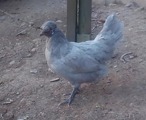 Lavender Araucana Pärchen, Hähne, Blauleger