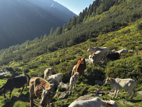 Cebu, Zwerg-Zebu-Rinder Mutterkuh