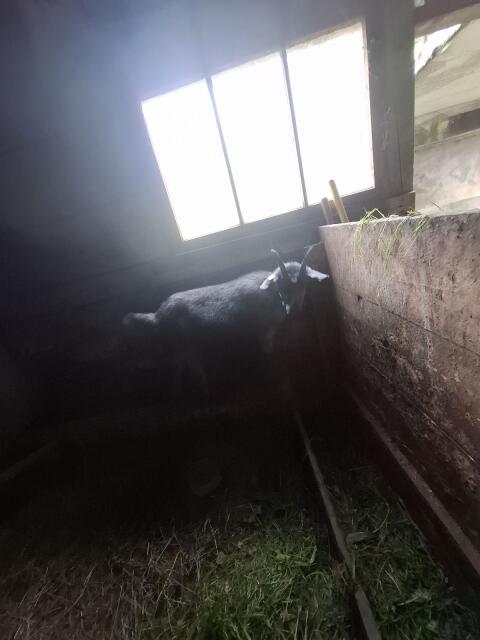 Kastrierter Blobe Bock