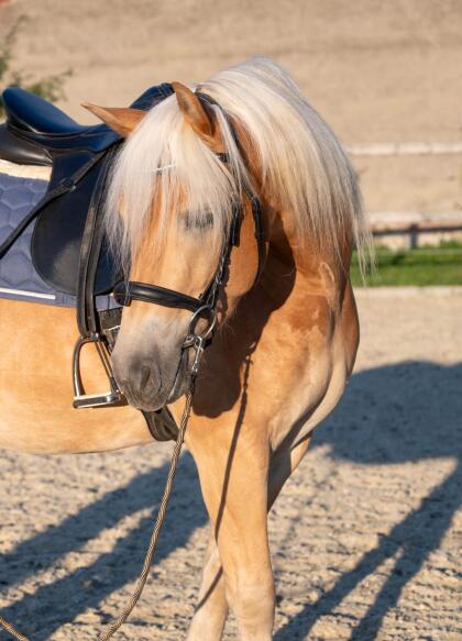 Gesunder Haflinger-Wallach als Beisteller