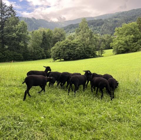 Jura Schafe