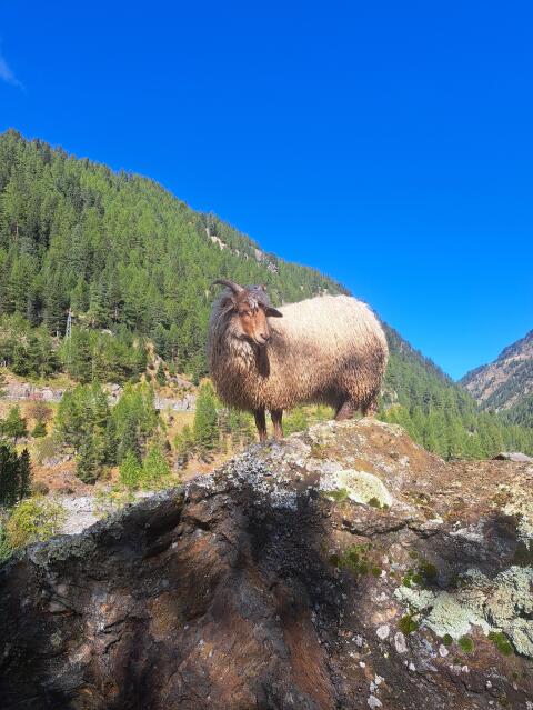 Zackelschaf Lamm