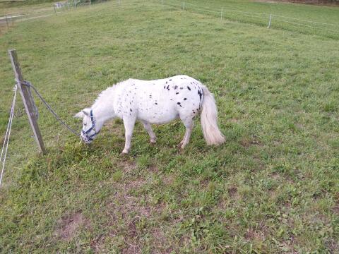 Shetlandpony
