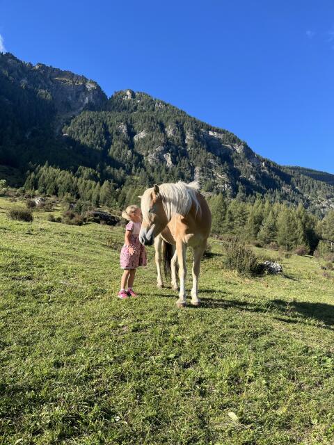Haflinger