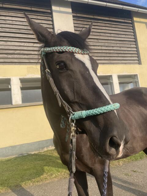 Furioso Stute