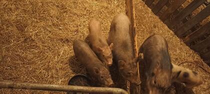 Micro-Schweinchen zu verkaufen