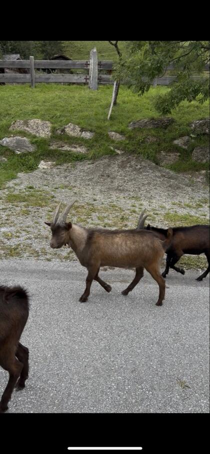 Aosta Kitzbock