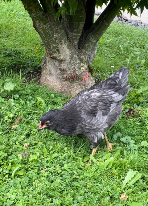 Ameraucana/Blumenhuhn Hahn