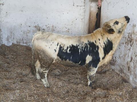 Pustertaler Sprinzen Stier