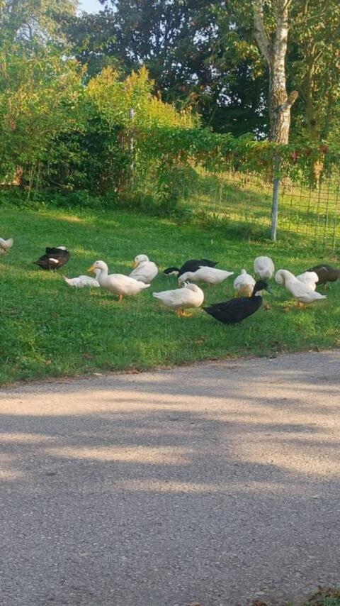 Verkaufe Laufenten