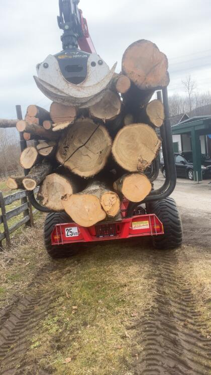 Eichenstämme
