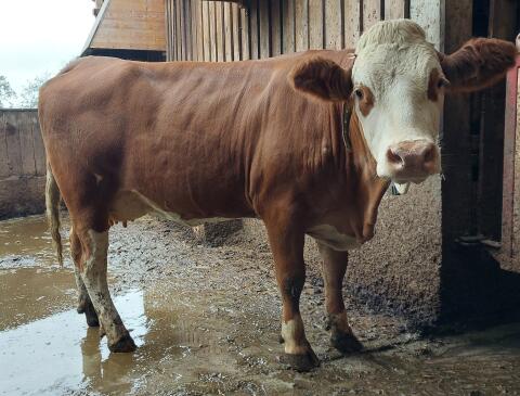 Trächtige Jungkuh in Milch