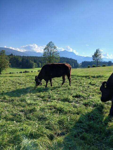 FB Wagyu Kuh 100% WG