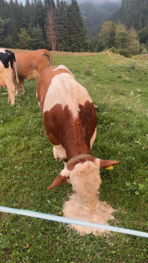 Verkaufe Holstein Kuh und Fleckvieh Stier