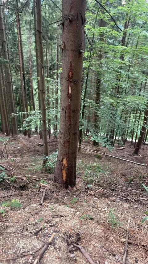 Suche Wald in Unterkärnten