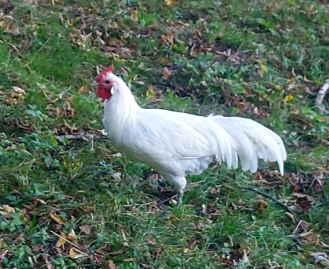 Hamburger Huhn Hahn 'Fasanenhuhn'