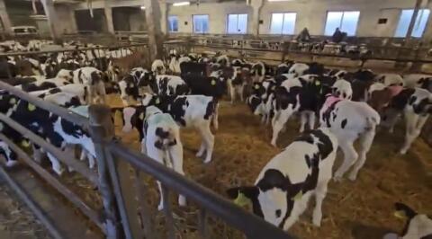 60-70 kg Holstein