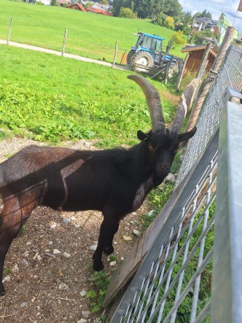 Aosta Ziegenbock