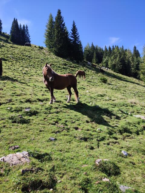 Noriker Dunkelrotfuchs Stute